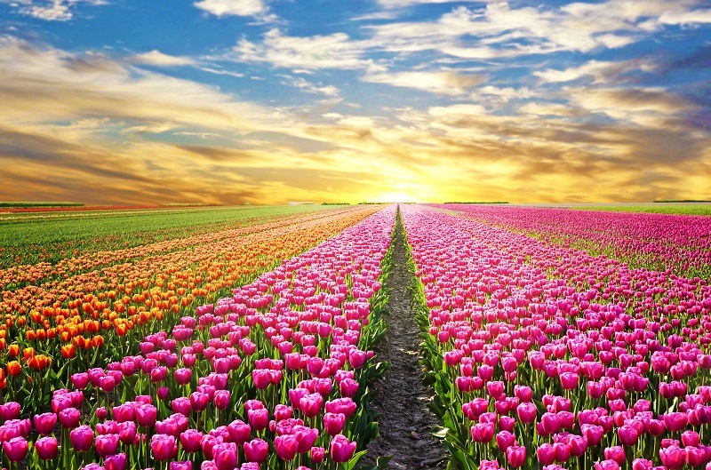 flowers  / facing flowers flowers  / amazing flowers
