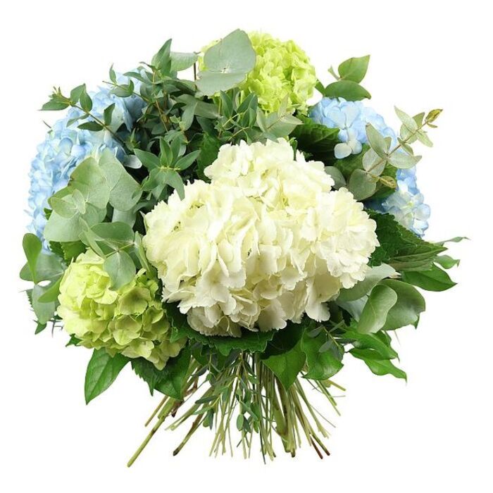 This image presents a full, rounded hand-tied hydrangea bouquet placed against a spotless white background, allowing every petal and leaf to stand out with clarity. At its heart, a large, creamy white hydrangea forms a dense, spherical cluster that looks as soft as a freshly laundered duvet, each tiny blossom layered closely over the next. Surrounding this central bloom are several voluminous heads of sky-blue hydrangeas, drifting towards the upper left and right of the arrangement, their petals washed with subtle variations of pastel blue reminiscent of early evening skies above Canonbury's quiet terraces. Interspersed among these cooler tones are heads of pale lime and light chartreuse hydrangeas, some peeking from the lower left, others from the upper right and centre, adding a bright, refreshing lift that hints at new spring leaves in nearby Arlington Square Gardens. The colour palette moves fluidly from white through blue to green, giving the bouquet a harmonious, almost watercolour-like softness. Generous foliage surrounds and threads through the blooms: soft, round eucalyptus leaves in muted silver-green arc gently outwards, introducing a delicate, modern feel, while richer, darker green leaves with a more elongated, slightly pointed shape build volume at the base and between the hydrangea heads. The stems are gathered tightly and tied at the bottom, fanning slightly where they are cut, clearly indicating a hand-crafted piece that a Canonbury florist might prepare for same-day delivery to local homes and studios. Overall, the bouquet conveys calm elegance and subtle celebration, ideal as a centrepiece for a townhouse dinner, a wedding in nearby Islington venues, or a thoughtful gift to bring a breath of fresh garden beauty indoors.