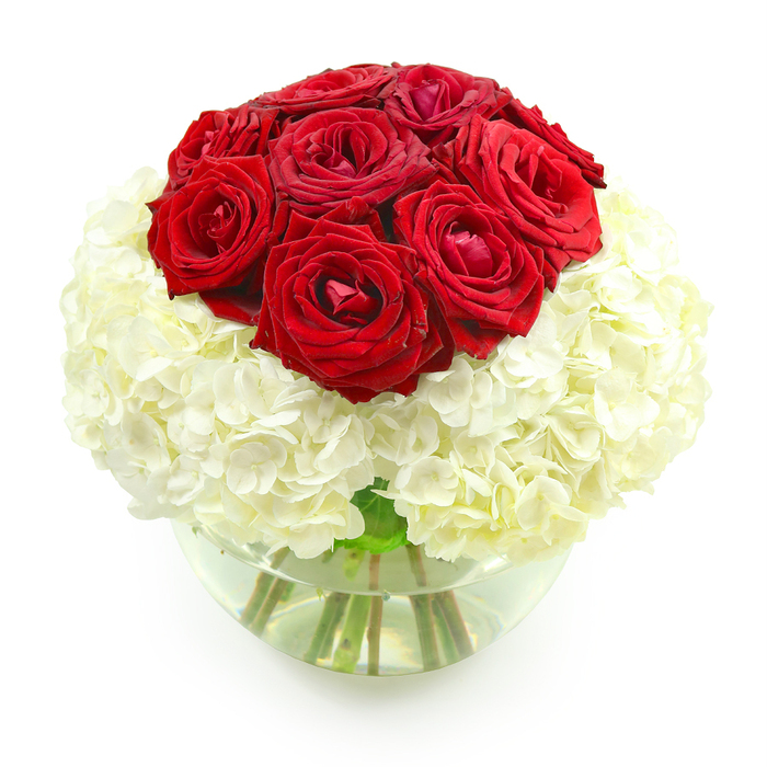 Captured against a clean white background, this elegant floral design showcases a perfectly balanced arrangement of classic red roses and lush white hydrangeas, styled in a low, round glass bowl that allows every detail to be clearly seen. In the upper centre, around ten deep red roses are gathered closely together, forming a rounded cluster that looks almost like a single, sculpted dome of crimson velvet. Each rose is at a beautiful stage of openness: some blossoms reveal layer upon layer of gently curling petals, while others hold their shape more tightly, giving a sense of depth and movement within the cluster. Beneath this crown, a generous collar of creamy white hydrangeas spreads out in a full, spherical base, their countless tiny florets overlapping to create a soft, billowy texture reminiscent of clouds. The transition from the bold red roses to the fluffy white hydrangeas is seamless, the colours flowing from intense to tranquil while maintaining a luxurious, cohesive look. The round glass vase, filled halfway with clear water, cradles the stems in a visible tangle of fresh green, grounding the arrangement and adding a subtle natural contrast. Light glints off the curved surface of the vase, adding a modern, polished feel without diminishing the timeless romance of red and white blooms. It is easy to imagine this piece placed on a dining table in a Canonbury apartment near Highbury & Islington, or on a sideboard in a townhouse overlooking the quiet streets around Canonbury Square, marking an anniversary with understated sophistication and a strong, heartfelt message of enduring love.
