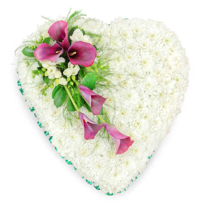 Captured from a bird's-eye view against a pristine white background, this heart-shaped sympathy tribute appears both substantial and delicately detailed, a true centrepiece for a funeral or memorial service in Canonbury. The entire heart is densely paved with small, pristine white spray chrysanthemums, each bloom carefully aligned so there are no gaps, producing a luxuriously soft, almost velvety cushion of white. The uniform surface symbolises unity, peace, and the gentle constancy of love that endures even after someone has gone. Neatly tracing the outer contour is a band of emerald green ribbon, its satin finish catching subtle reflections of light. This ribbon sits just proud of the flowers, framing the heart with a fine, tailored edge that gives the tribute a composed, elegant profile. On the upper left arc of the heart, a striking floral spray has been arranged to sweep diagonally towards the lower centre. Here, deep magenta and rich fuchsia calla lilies unfold in their characteristic, sculpted trumpets, each bloom curling inward around a slightly darker spadix. At the top of the spray, several calla lilies stand more upright, creating height and focus, while others elegantly trail downwards, adding flow and an almost ribbon-like movement across the chrysanthemums. Tucked between the calla lilies are clusters of dainty white freesia, their lightly ruffled petals and sweet scent suggesting innocence and remembrance. The spray is further enriched with contrasting foliage-broad, glossy green leaves and fine, feathery fern fronds that introduce depth, shadow, and natural texture. The design feels calm yet expressive, like a reflective pause beside the quiet terraces near Canonbury Square or a thoughtful moment walking towards Highbury & Islington. Crafted with care by local florists, this heart tribute offers a tender, dignified way to honour a loved one's memory.