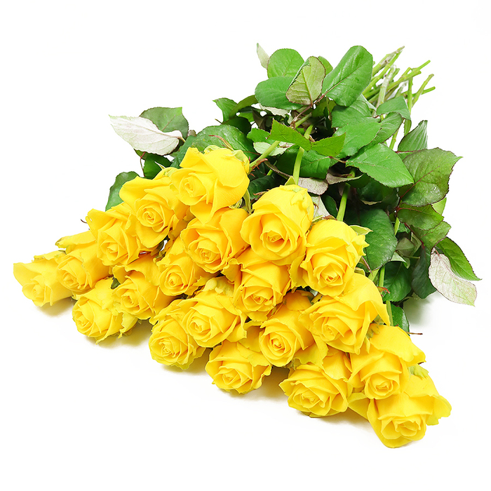 This image shows a lush bouquet of roughly two dozen yellow roses, arranged in an easy, fanned-out cluster against a crisp, white background that amplifies every nuance of colour and texture. The roses vary in openness, from compact, tightly nested buds to blooms whose petals are beginning to relax, revealing soft spirals of sunshine-yellow at their centres. The petals have a smooth, almost satiny finish, some edges curling slightly as though touched by a gentle Canonbury breeze drifting in from the gardens along St Paul's Road. Their hue is a clear, joyful yellow, bright enough to lift the mood, yet soft enough to feel respectful and serene, well suited to thoughtful condolence flowers. Around the blossoms, an abundance of rich, dark green foliage forms a natural cushion, with each leaf defined by subtle veins and gently serrated edges. In places, the leaves tilt just enough to show their paler undersides, adding visual movement and suggesting the bouquet has been freshly handled by an experienced florist. The stems are gathered loosely to one side, their light green tones and clean cuts visible, hinting at fresh preparation for local delivery to a quiet house near Canonbury Place or a family home close to Highbury & Islington. The overall arrangement feels both intentional and effortless, like a comforting gesture made with care. The photograph captures a tender balance of brightness and calm, making these yellow roses an ideal symbol of sympathy, remembrance, and enduring friendship during times of loss.
