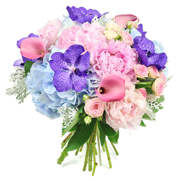 Set against a clean white background, this opulent mixed bouquet forms a generous, rounded dome of colour and texture, meticulously arranged to feel both abundant and airy. At its centre, several large peonies in soft blush and light pink open fully, their many ruffled petals layered so densely that they resemble clouds of whipped silk, giving the bouquet an unmistakably romantic heart. Encircling and supporting these peonies are full clusters of powder blue hydrangeas, their countless tiny blossoms merging into plush cushions of blue that cool the palette and create a gentle, misty base. Punctuating the softer hues, deep purple Vanda orchids stand out dramatically, with wide, velvety petals dappled in darker markings that add exotic pattern and visual intrigue. Among them, fuchsia pink calla lilies glide upward in smooth, trumpet-shaped arcs, each bloom offering a sleek line and a modern twist to the otherwise classic composition. Blush pink spray roses are tucked in between, their smaller, more intricate petals adding detail and romantic nostalgia, like miniature garden roses just opening after rain. Around the edges, a mix of glossy dark greenery and soft, silvery-green dusty miller leaves peek through, their textures alternating between smooth shine and gentle velvet, framing the flowers and adding dimension. The natural stems gather neatly at the base, tied by hand and left visible to underline the craftsmanship. The bouquet exudes quiet luxury and joyful celebration, reminiscent of a spring wedding at a Canonbury church or an elegant dinner party off New River Walk, perfect for thoughtful gifting or refined home décor in the local area.