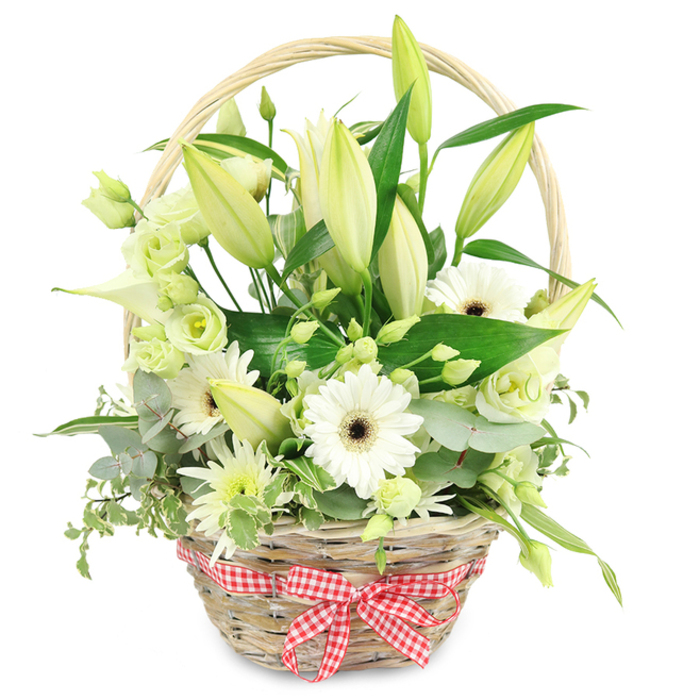 This image shows a beautifully curated anniversary flower basket, styled in a way that feels both refined and inviting, as if it has just been carried from a Canonbury garden. The container is a light brown wicker basket with a classic woven texture, its handle arching gracefully over the flowers, sturdy yet slender enough not to dominate the display. At the lower front edge, a red and white gingham ribbon is tied into a clean, well-formed bow, its checked pattern evoking picnic blankets and relaxed summer afternoons along the New River Walk. The floral arrangement inside the basket is dominated by elegant lily stems, most of them still in soft ivory and pale green bud form, each bud smooth and slightly tapered, pointing skyward with a sense of expectation. Around these central stems sit open white Gerbera daisies, their neat rings of petals encircling dark centres that draw the eye and provide a pleasing graphic contrast. Threaded between the larger flowers are lisianthus blooms in shades of white and soft green, their layered, rose-like petals creating a gentle, cloud-like effect. A single white calla lily or two can be seen, their sculpted, trumpet shapes giving the piece a contemporary edge. Smaller, spiky white and green chrysanthemum-style flowers add texture and help fill the arrangement, so no gaps of empty space are visible. All of this is supported by a generous base of foliage: silvery-blue eucalyptus discs, variegated green and cream leaves, and sturdier, deep green leaves that lend structure and depth. The palette of white and green against the clean background conveys serenity, making this basket an ideal anniversary surprise delivered to a Canonbury doorstep, a comforting gesture for quiet reflection, or an elegant centrepiece for a small celebration supper.