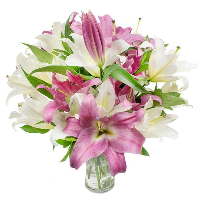 A lavish, carefully arranged display of oriental lilies occupies the frame, a refined mix of pristine off-white and saturated fuchsia blossoms that together create a luxurious, sculptural presence. The image shows multiple flowers at varying stages: many wide open with graceful, trumpet-shaped petals and exposed stamens, some anthers lightly dusted with yellow or brown pollen, and several elongated buds clustered toward the top and edges-evidence of the bouquet's freshness and lasting form. The white lilies carry a creamy, slightly warm tone with the occasional hint of green at the throat, while the deep pink-to-magenta blooms present velvety surfaces with lighter veins and paler central markings that draw the eye inward. Interlaced among the blooms are abundant dark green, lanceolate leaves whose glossy texture provides a cool, leafy framework and a dramatic contrast to the petals. The arrangement rests in a plain clear glass vase placed at the lower centre of the composition; through its transparency you can discern neat green stems and pristine water, details a discerning buyer would appreciate. Bathed in steady, bright light, the bouquet reads as both celebratory and contemplative-suitable for a wedding rehearsal dinner, a mother's birthday, or a quiet housewarming in a Canonbury mews. As a local florist with hands-on experience arranging London blooms, Canonbury Flowers often pairs these lilies for clients who live near Upper Street or stroll through Canonbury's leafy squares seeking something elegant and fragrant.