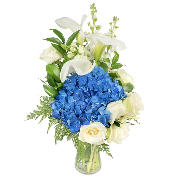 A graceful, tall bouquet sits in a clear, gently curved glass vase on a white ground, each bloom described with the care of a local Canonbury florist. The composition is anchored by a voluminous, royal-blue cluster of hydrangeas at its centre - plush, richly hued, and immediately eye-catching - while cream-white roses nestle at the lower and outer edges, their soft, tightly packed petals offering a comforting, classic texture. Ascending above this core are several pristine white calla lilies, their smooth spathes curving like porcelain and revealing a pearly green at their bases, which add refined verticality and sculptural calm. Interlaced among the taller stems are columns of white snapdragons or stock, tiny bell-like florets providing a delicate, airy counterpoint to the hydrangea's density. Sprays of deep glossy foliage and lighter fern fronds are artfully placed to create contrast, movement, and a gentle cascade toward the base; a few leaves peek through the transparent vase so the viewer can see fresh stems and clear water. The light is soft, like an overcast morning in Canonbury Square, revealing subtle highlights on petals and the faint green perfume of cut foliage. This arrangement - crafted with the same attention to balance and freshness we practice at Canonbury Flowers - suits a variety of needs: a sympathetic tribute, a dignified anniversary gift, or an elegant centrepiece for intimate gatherings along Essex Road or Upper Street.