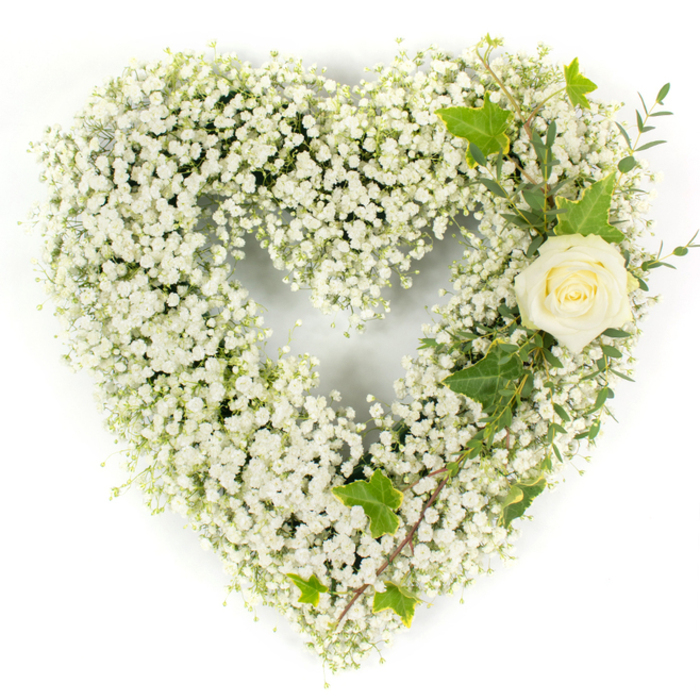 A carefully composed white floral heart photographed on a stark white field, where the dense carpet of Baby's Breath (Gypsophila) becomes the principal material of expression - countless tiny, pure-white blooms fused into a soft, pillowy heart that reads as both delicate and enduring. On the upper right curve, a single cream-white rose provides a sculptural focal point; its petals are gently unfurling, showing a delicate hint of warmer tones at the centre and offering a smooth, velvety counterpoint to the feathery gypsophila. Interlaced with the rose are several glossy ivy leaves, their deep green lobes and occasional lighter variegation cutting across the pale plane and lending the design structure. Alongside, narrow, pale-green foliage reminiscent of eucalyptus threads diagonally down the right flank, introducing fine linear texture and a suggestion of cool, botanical fragrance. The lighting is bright and even, chosen to evoke a calm clarity - every tiny blossom defined, every vein on the ivy slightly luminous - and the overall effect is one of composed reverence. This arrangement is intended as a sympathy or memorial piece: white for purity and remembrance, the solitary rose as a quiet salute to an individual life. As a Canonbury florist I often prepare such tributes for services near Canonbury Square and local chapels, and Canonbury Flowers offers carefully finished pieces like this for local delivery when families request a restrained and respectful gesture of condolence.