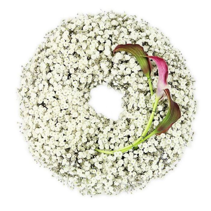 In this image, a beautifully balanced funeral wreath is captured from above, displayed against a seamless white background that heightens its sense of calm. The wreath itself is composed almost entirely of Baby's Breath, with innumerable tiny white Gypsophila blossoms clustered into a dense, circular band. The texture is soft, airy, and feather-light in appearance, yet visually full and generous, like a ring of white clouds gently settled into a perfect shape. The open center is neat and round, echoing the idea of continuity and the cyclical nature of life. On the upper right curve of the wreath, two calla lilies have been carefully placed as a sophisticated focal point. Their sculpted trumpets curl gracefully, their colour beginning as fresh green near the stems and gradually deepening into a rich burgundy-magenta at the flared tips, where the tone becomes almost wine-dark. The sleek green stems arch downward into the Baby's Breath, partly hidden but still visible enough to suggest natural growth and flow. Every element is sharply defined by the even, bright light, which allows the contrast between the pristine white Gypsophila and the dramatic calla lilies to feel both striking and harmonious. The overall impression is one of quiet elegance and respectful beauty, perfectly suited to honouring a loved one at a Canonbury funeral service or graveside farewell near the peaceful greenery of nearby parks. This is the kind of design a thoughtful local florist might create when families seek a tribute that expresses tenderness, dignity, and lasting affection without overwhelming the moment.