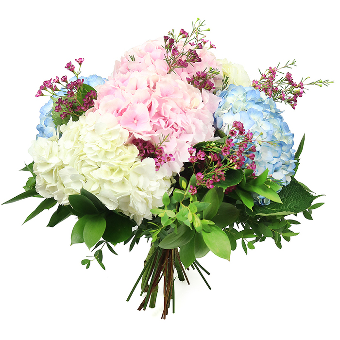 A lush, hand-tied bouquet of hydrangeas is presented against a spotless white background, drawing full attention to its pastel palette and layered textures. At the centre and radiating outward are large, rounded hydrangea heads in soft pink, tranquil blue, and creamy white, their colours blending harmoniously like gentle watercolour washes. Each bloom is composed of numerous small, delicate florets packed tightly together, giving the arrangement a rich, domed volume and a pillowy softness you can almost feel. The pale pink hydrangeas bring a touch of romance, the sky blue clusters suggest calm and reassurance, and the white blooms contribute a fresh, luminous clarity, echoing the quiet elegance of Canonbury's period terraces. Between these substantial flowers, slender sprays of deep magenta filler blossoms, most likely waxflower, curve lightly through the bouquet. Their tiny, star-like flowers add sparkling notes of vivid colour and a subtle sense of movement, as though a breeze from nearby Highbury Fields has brushed through the stems. Around the outside, an abundance of greenery creates a verdant frame: broad, deep green leaves with a glossy surface sit alongside smaller, softer leaves that add texture and lift. The stems are neatly aligned and tied at the base with a tidy binding, revealing the classic shape of a professionally crafted hand-tied arrangement, ready for a vase on a Canonbury kitchen table or windowsill. The bright white background removes all distractions, highlighting every petal, leaf, and shadow. The overall effect is one of gentle sophistication and heartfelt thoughtfulness, suitable for occasions ranging from birthdays and thank-you gestures to quiet moments of sympathy or get-well wishes within the local community.