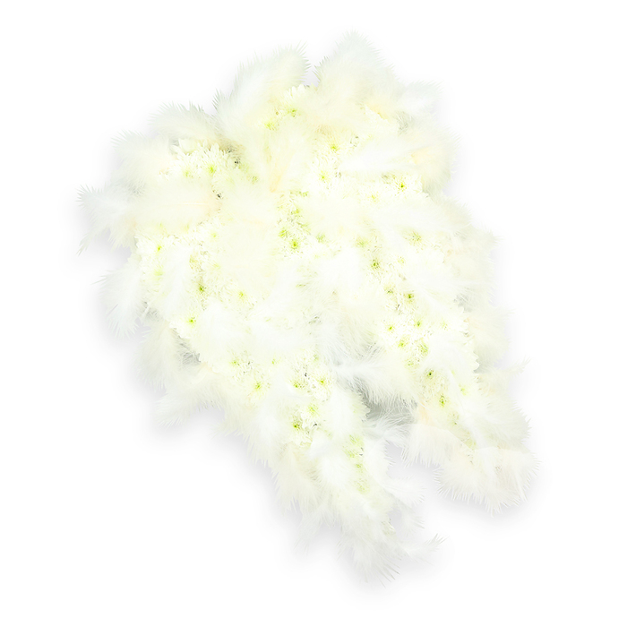 This image presents an elegant funeral floral display in the distinct shape of angel wings, rendered with a devotion to detail that feels both artistic and reverent. Set against a perfectly clean white background, the wings appear to float, their symmetrical form gently curving inward as if poised to shelter someone dear. The interior of each wing is meticulously built from a dense covering of small white blooms, most likely chrysanthemums and spray carnations, their layered petals forming a plush, cushion-like surface. Among the crisp white petals, faint hints of pale green and soft lemon-yellow centers add a whisper of colour, similar to the fresh tones seen in springtime foliage around Canonbury's New River Walk. Along the outer edges, and particularly at the tapered tips, soft white feathers are arranged in generous clusters. These feathers vary slightly in length and direction, creating natural movement and a feathery halo that enhances the impression of gentle lift and heavenly lightness. Soft, even lighting highlights the textures-the velvety petals, the smooth flower centers, and the airy down of the feathers-while a faint shadow beneath the composition lends subtle three-dimensional depth. The overall palette is purely white with just those delicate, natural undertones, reinforcing themes of purity, peace, and spiritual protection. This angel-wing tribute would be a meaningful choice for a funeral or memorial service in Canonbury and nearby Islington, perhaps placed near the coffin or at the front of a chapel, silently expressing love, remembrance, and the hope of safe passage. It reflects the thoughtful, compassionate work of Canonbury Flowers, where sympathy designs are crafted to offer comfort through both form and symbolism.