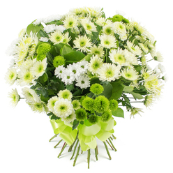 A full, rounded bouquet of chrysanthemums in pure white, cream, and bright lime green is pictured against a seamless white studio background, where the clean light makes each bloom appear freshly cut. Large chrysanthemum heads in velvety white and soft buttery cream dominate the arrangement, their layered petals forming cushion-like rosettes that look almost cloud-soft to the touch. Between them, smaller spray chrysanthemums in crisp white create a delicate, daisy-style sparkle, giving the bouquet a sense of movement and lightness. Scattered confidently throughout are bold lime green pompon chrysanthemums, tightly domed and perfectly spherical, their tiny compact petals forming textured buttons that bring an energetic burst of colour. Threads of dark, glossy foliage peek out between the flowers, adding depth and framing the softer tones with a natural, leafy contrast. The bouquet is tied as a classic hand-tied bunch, with straight stems neatly aligned and secured at the base by a wide satin ribbon in vivid lime green, fashioned into a generous bow whose loops fan gracefully over the stems. The ribbon's colour precisely mirrors the pompon mums, pulling the design together with a professional florist's eye for balance and harmony. The overall impression is one of quiet optimism and refined freshness, reminiscent of the serene corners of Canonbury's tree-lined streets after a gentle rain. This bouquet would sit beautifully in a hallway or living room, or arrive as a thoughtful delivery for celebrations, thank-you messages, or moments when comforting, peaceful flowers are needed close to nearby Islington homes and studios.