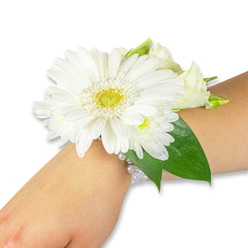 A soft, elegant white wrist corsage sits poised on a light-toned forearm, photographed against a stark white background that draws the eye to the floral textures and subtle colour accents. At its heart is a single, large white Gerbera daisy whose clean, satiny petals radiate outward in an almost architectural pattern from a lively lime-green and yellow centre with fine, pinprick texture. Nestled around this central bloom are clusters of smaller white chrysanthemum-like flowers and several creamy lisianthus buds and open blossoms, offering a mixture of puffed and folded petal shapes that catch every gentle ray of studio light. Deep, glossy Ruscus leaves tuck in behind the flowers, their rich green tone forming a cool frame that lets the whites appear even purer. The arrangement is secured to the wrist by a refined, multi-strand bracelet of pearlescent beads whose soft sheen echoes the daisy's polished petals and gives the corsage a subtle heirloom quality. Imagine the near-silent rustle of petals as you raise your hand, the faint fresh scent of cut greens, and the cool touch of pearls beneath. As a Canonbury florist would craft for a wedding on Canonbury Square or a graduation near Essex Road, the design is both wearable and composed - understated enough for a bridesmaid, yet striking enough to be remembered in photographs and kept as a small, fragrant keepsake.