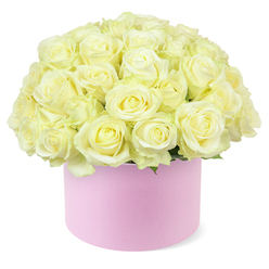 A round hat box brimming with pale, creamy roses takes centre stage in this serene composition, the flowers arranged so densely that they create a smooth, domed crown of petals. Each rose is captured at its peak, fully open or just on the verge, revealing layers of soft ivory and gentle cream that deepen to the faintest hint of pastel yellow at the core. The petals appear thick and velvety, the kind you instinctively want to touch, with a freshness that suggests they were conditioned only hours before in a local Canonbury workshop. Slender glimpses of green foliage slip between the tightly packed heads, providing a subtle frame that allows the blooms to glow more brightly. Cradling this abundance is a cylindrical hat box in a muted pastel pink, its surface matte and smooth, like fine stationery or luxury gift packaging. The box has a clean, modern shape that feels perfectly at home in a contemporary flat off Essex Road or a stylish townhouse overlooking Canonbury Square. The roses billow just beyond the box's rim, as though affection cannot be contained, making the design ideal for heartfelt anniversaries or quiet romantic gestures. Everything is photographed against a bright white background, which strips away distraction and lets the interplay of cream, blush, and soft green command attention. The overall effect is one of calm elegance and intimate celebration, the sort of arrangement a discerning Canonbury couple might send for a special dinner at home or a surprise morning delivery, expressing tenderness, gratitude, and enduring devotion through the language of roses.