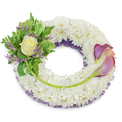 An elegant memorial wreath, carefully photographed on a plain white field so each detail reads clearly: the bulk of the piece is formed by a dense ring of pristine white chrysanthemums, their small petals overlapping into a plush, velvety surface that feels both humble and reverent. Underneath this white base a ruffled band of purple netting or lace is just visible around the inner circumference, lending a muted hint of colour and a soft shadow that deepens the wreath's profile. At the wreath's upper-left quadrant a composed cluster provides a focal point - a single, gently opened cream rose rests amid glossy variegated leaves and delicate fern fronds, while thin sprays of lilac-hued statice thread through the greenery to introduce texture and a calm violet note. On the right-hand side two graceful calla lilies curve across the lower edge, their forms architectural yet tender; their petals show a graceful ombré from rich mauve at the tips to a warm peach-pink toward the throat, and their vibrant green stems are woven into the chrysanthemum base. A lone longer stem crosses the lower arc, subtly tying the two floral groups together and demonstrating considered florist construction. This is a piece conceived for moments of remembrance - dignified, soothing, and lightly scented with rose and fresh green foliage. Prepared by Canonbury Flowers with the sensitivity of a local florist, it's appropriate for funerals, memorial services, and condolence delivery across Canonbury, Upper Street and nearby Islington neighbourhoods.