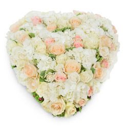 Viewed from a slightly elevated, overhead angle on a pure white backdrop, this heart-shaped floral composition evokes a hushed, compassionate mood-soft yet formally precise. The foundation is a plush carpet of ruffled white hydrangea, their tiny petals gathered into cloud-like spray that cushions dozens of roses. The roses range from radiant white and warm creamy ivory to pale peach and blushing pink, their varied stages of bloom-tight buds, half-open cupped forms, and fully unfurled heads-creating a gentle rhythm across the surface. Texturally, the arrangement balances the hydrangeas' feathery volume with the roses' satin petals and defined spirals; faintly variegated green foliage threads between blooms, lending a cool visual punctuation and the scent of cut stems and fresh leaves. The heart shape itself is expertly sculpted: edges are seamless, curves are true, and the composition holds a lush, uninterrupted silhouette, while a subtle drop shadow beneath reveals its three-dimensional build. This piece reads as an elegant tribute, versatile for solemn occasions such as memorials or funerals, yet equally at home as a refined declaration of love for a wedding or anniversary. Presented with the quiet confidence of an experienced local florist, it is designed to arrive composed and fresh-suitable for delivery across Canonbury and neighbouring Islington streets like New River Walk and Upper Street-bringing a measured warmth and a tactile, soothing beauty to any room it graces.