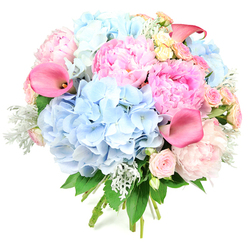 Captured against a bright, white backdrop, this round bouquet appears almost to float, its pastel colours and lush textures becoming the entire focus of the scene. Large domes of sky-blue hydrangeas anchor the design, their countless florets blending into a soft, cloud-like mass that feels cool and serene, like the early morning light over Canonbury's quiet residential streets. Between these, full, generous peonies in shades of blush pink to vivid rose pink open in layered ruffles, each bloom rich with movement and softly shadowed depths. Rising with elegant confidence, several trumpet-shaped calla lilies in deeper coral-pink and magenta arc slightly outward, their smooth, waxy petals catching the light and adding a chic, contemporary line to the otherwise rounded composition. Scattered throughout the bouquet, smaller roses in pale pink and creamy yellow create moments of delicate contrast, their tightly furled centres and softer outer petals suggesting both refinement and warmth. Velvety, silvery-green dusty miller leaves weave through darker green foliage, giving a cool, textural counterpoint that enhances the pastel palette and hints at garden borders after a light spring frost. The stems at the base are bound tidily, suggesting a freshly hand-tied arrangement prepared for same-day delivery from a local Canonbury florist. Overall, the bouquet exudes an air of joyful elegance and thoughtful design, suitable for a wedding near Highbury Fields, a baby shower on nearby Essex Road, or simply brightening a Canonbury home with a sense of optimism, celebration, and timeless floral artistry.