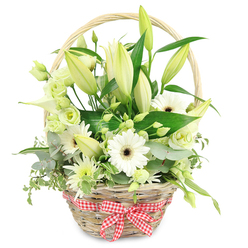 Centered against a clean white backdrop, a lovingly arranged wicker basket overflows with white and green flowers that feel perfectly at home in the calm streets around Canonbury Square. The basket itself is a light, natural wicker with a sturdy arched handle, its weave visible and slightly irregular in a way that speaks of craft rather than mass production. Around its base, a red and white gingham ribbon has been tied into a tidy bow, the chequered pattern adding a touch of country-kitchen charm and a hint of colour against the neutral tones. From this rustic container spills a harmonious mix of blooms. Tall stems of ivory-white lilies rise through the centre, most still in bud with gently pointed tips, suggesting days of unfolding beauty ahead, while the occasional bloom has begun to open, showing creamy petals and soft shadows inside the trumpet. Around them, white Gerbera daisies with dark chocolate-brown centres face different directions, like little suns catching the light. Delicate lisianthus in white and pale green thread through the arrangement, their ruffled edges bringing a soft, romantic texture. One or two slender white calla lilies add a contemporary note, their smooth funnels contrasting with the more frilled flowers. Smaller white and green chrysanthemum-like sprays tuck into the spaces, making the basket appear full and generous without overwhelming the eye. A layered base of greenery supports everything: rounded eucalyptus leaves in a cool, bluish green, variegated foliage with cream-edged leaves, and deeper green, broad leaves that frame the blooms. The design feels fresh and composed, perfect for celebrating an anniversary in a Canonbury townhouse, brightening a studio near Essex Road, or sending a gentle message of appreciation with local florist delivery.