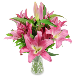 A tall, eye-catching cluster of vibrant pink oriental lilies stands arranged in a tapered clear glass vase, photographed on a flawless white surface so every colour and contour is visible. The bouquet features many fully opened lilies whose large, star-shaped petals move from saturated fuchsia at the edges to softer pinks and a pale creamy-green at the throat; those chartreuse-yellow centres gently fade into ivory, drawing the eye toward the intricate inner anatomy where dark burgundy stamens, dusted with pollen, provide a bold punctuation. Woven through the display are slender, elongated buds - some blush-pink, some a deeper magenta - several with green tips that promise to unfurl and extend the bouquet's life. Lush, glossy green leaves and strong vertical stems create a verdant backdrop and a clear contrast to the pink blooms; the transparent vase exposes trimmed stems and clean water, evoking professional care and freshness. The image carries an intimate, contemporary mood - like a floral arrangement prepared for a Hampstead-style sitting room but rooted in Canonbury streets and the quiet gardens of Canonbury Square - and I often set pieces like this for customers along Essex Road and Upper Street. The lilies' texture looks almost satiny under the bright studio light, and one can almost sense their sweet, heady scent. Ideal for Mother's Day, a congratulatory bouquet, or to brighten a dining table, this arrangement reads as elegant, long-lasting, and tenderly composed by an experienced hand.
