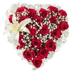 On a pure white backdrop this luxuriously dense heart of flowers is an unmistakable symbol of deep affection, expertly arranged for Canonbury occasions and local deliveries. The body of the heart is constructed from numerous deep crimson roses, their rich, velvety petals unfurling at different stages to create a living texture - from compact buds that promise more to come, to fully opened blooms that bask in soft highlights. Interspersed generously among them, delicate clusters of white baby's breath (Gypsophila) breathe through the arrangement like fine mist, softening the reds and lending an airy, vintage softness that frames the silhouette. Dominating the upper-left curve, a single pristine white lily opens with sculptural presence; its broad petals carry a whisper of creamy yellow near the centre and reveal yellow stamens that add a subtle, warm accent. The interplay of lush roses, feathery gypsophila, and the lily's satin-like petals creates a tactile contrast you can almost feel - the velvet of roses, the lightness of the tiny white florets, and the lily's cool, smooth surface. Ideal for Valentine's Day, anniversaries, or a deeply personal gesture, this heart-shaped design is crafted with care and attention to balance. Canonbury Flowers prepares pieces like this for customers across Canonbury, Upper Street, and Chapel Market, ensuring freshness and a thoughtful presentation whether sent as a romantic token or a comforting, elegant tribute.