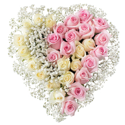 A large, perfectly balanced heart made entirely of roses and baby's breath is shown against a spotless white background, making every curve of the design clearly visible. The heart is divided vertically like a line down the centre, with one side glowing softly in creamy white and pale butter-yellow roses, and the other side enriched with medium pink roses that evoke a gentle blush. Each rose head is carefully nestled close to its neighbours, forming a continuous, cushion-like surface of petals with no stems or foliage visible, just the layered swirls of bloom after bloom. Between these roses, and trailing along the outer contour of the heart, runs an intricate network of small, airy white baby's breath flowers, their tiny blossoms creating a fine, frosted texture that frames the heart and highlights its shape. The gypsophila gathers slightly thicker along the midline where the two colours meet, subtly blending the creamy tones into the pink so that the transition looks natural yet clearly defined. The lighting is soft but bright enough to show the freshness of the flowers, the ivory petals looking almost porcelain, while the pink roses bring a warm, consoling note. This heart-shaped tribute feels especially fitting for a funeral or memorial in Canonbury, perhaps accompanying a service near the leafy walks by New River Walk or a quiet gathering in a local chapel. It expresses love and remembrance without being overly dramatic, offering comfort to family and friends through its calm symmetry and thoughtful craftsmanship, as though arranged by a florist who understands the gentle, reflective character of Canonbury.