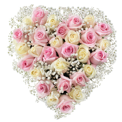 Expertly handcrafted by a skilled Canonbury florist, this elegant heart-shaped flower arrangement speaks volumes of tenderness and compassion. Approximately thirty soft pink and creamy white roses unfurl in gradual stages of bloom, each petal a testament to the artistry and care that defines local Canonbury Flowers. The roses are interlaced with clusters of baby's breath, their airy white sprigs lending a soft, ethereal dimension to the bouquet. The heart silhouette is pronounced yet gentle, every rose meticulously angled to create a harmonious flow and tender depth. Cream roses introduce a buttery warmth, while the blush pink blooms radiate subtle joy and loving remembrance. Whether placed on a memorial or presented to mark a special Canonbury occasion, this design inspires heartfelt reflection and serenity. Bathed in even, natural light, the roses gain an almost luminous quality, their textures and colours made even more alluring. The fragrance recalls tranquil walks through Canonbury's hidden gardens, bringing comfort and reassurance during times of celebration or farewell. This arrangement embodies everything the Canonbury community values-elegance, sincerity, and quiet strength-making it a fitting tribute for anniversaries, Valentine's Day, or tender goodbyes in the heart of north London.