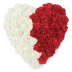 A lovingly composed heart of carnations, seen from above, where craftsmanship lives in every bloom. The entire left hemisphere is composed of soft cream and pure white carnations, their ruffled, frilled petals layered so closely they form a plush, cloud-like surface; the whole right side is made from deep, wine-red carnations that read as warm and resolute against the pale counterpoint. The meeting of the two colours runs vertically down the heart in an organic, slightly undulating line that, in one version, becomes a precise serrated edge of triangular points - a deliberate design decision that gives the piece a heraldic or national quality. Soft daylight from a north-facing window reveals the carnations' texture-tiny veins, curled edges, and gentle highlights-while faint floral perfume suggests the freshness of newly opened heads. As a Canonbury florist I imagine this arrangement being chosen for respectful memorials at St Paul's Road chapels or for thoughtful tributes after civic events near Upper Street; it settles into contexts that need both dignity and warmth. There is an intention here: white for solace, red for devotion, assembled with a quiet hand so that the heart reads as both a single, unified object and two complementary emotions. The effect is tactile and approachable, a piece that communicates love, remembrance, and local solidarity without words, ready to be delivered across Canonbury and neighbouring Islington when families seek something composed with care.