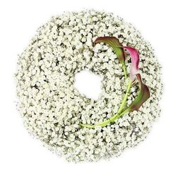 A refined funeral wreath sits centrally on a pure white backdrop, rendered as a perfect ring made almost entirely of Baby's Breath. The countless Gypsophila blooms, each a tiny white puff of petals, are packed so closely together that they form a continuous cushion of cloud-like texture. From a distance, the wreath reads as a soft, snowy circle, yet up close the intricate detail of each flower head can be felt in the mind's eye, like lace crafted from petals. The central opening is clean and round, giving the design a contemplative, almost meditative feel. On the lower right side of this hushed white halo, two calla lilies introduce contrast and emotion. Their smooth, rolled petals create an elegant trumpet form, shifting from rich leafy green at the base into a deep burgundy and magenta at the tips, reminiscent of a glass of dark red wine catching the light in a Canonbury bistro along Upper Street nearby. Their slender, polished green stems curve gracefully upward, tucking into the Baby's Breath so naturally that they appear rooted within it. The lighting is soft but clear, with no shadows to distract from the purity of the composition. This floral wreath carries a gentle sense of farewell and remembrance, ideal for a funeral or cremation service in one of Canonbury's local chapels. It feels deeply personal, like a final, loving embrace shaped in flowers, the white symbolising innocence and peace, the burgundy callas hinting at profound, enduring love that remains even after loss.