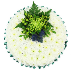 Viewed directly from above against a bright white backdrop, this circular funeral tribute has the stillness and softness of freshly fallen snow. The entire cushion is carefully covered in hundreds of compact white chrysanthemums, likely spray or cushion varieties, arranged so precisely that no gaps show between the petals. Their tiny, spooned petals overlap to create a velvety, quilt-like surface that feels visually soothing, and the soft greenish centres offer a hint of warmth within the cool white. Around the outside, a rich emerald green satin ribbon forms a ruffled border, its glossy folds catching the light and providing a polished frame that outlines the round shape with quiet elegance. At the upper centre of the design sits a vibrant focal point of lush greenery and accent flowers. A vivid lime-green spider chrysanthemum stands at the heart, its long, curling petals stretching outward like delicate fingers. It is surrounded by glossy, bright green Hypericum berries and neat button-style mums, interwoven with dark green fern fronds and other foliage that add depth and movement. Tucked carefully among the greenery are two spiky Scottish thistles, their globed heads shaded in deep dusty blue or violet, offering a striking contrast in both texture and colour. The overall impression is one of calm dignity and thoughtful craftsmanship, a tribute that feels both modern and rooted in tradition. It is easy to imagine this piece being delivered by a Canonbury florist to a chapel of rest in Islington or a family home off Essex Road, offering comfort and a gentle reminder of cherished ties, perhaps even reflecting Scottish heritage within the family.