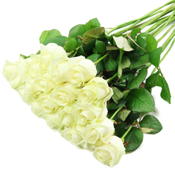 A generous cluster of fresh white roses spills diagonally across a spotless white backdrop, creating a calm, almost meditative composition that feels both modern and timeless. The roses are densely grouped towards the lower-left of the image, each bloom a study in classic form: outer petals opening in soft, rounded layers while the centres remain tightly furled, like secrets not yet fully shared. Their colour is a warm, creamy white with subtle hints of ivory near the hearts of the flowers, and the very faint suggestion of pale green where the petals meet the sepals, signalling just-cut freshness. Even, diffused lighting washes over the bouquet, lending the petals a gentle luminosity and revealing the velvety texture that a fingertip would sense instantly. Beneath this cushion of blossoms, long green stems run in a graceful diagonal towards the upper-right of the frame, neatly aligned yet allowed to spread slightly. Along them, glossy, dark green leaves appear in clusters, some edged with a whisper of red, echoing the natural variations you might notice in a rose garden on a quiet Canonbury morning. The simple white background removes all distraction, allowing eye and imagination to rest solely on the interplay of light petals and deep foliage. The mood is tranquil and reflective, perfectly suited to moments that call for sincerity - a bridal bouquet photographed before a ceremony in a Canonbury church, a heartfelt condolence arrangement bound for a townhouse near New River Walk, or a refined gift delivered across the neighbourhood by Canonbury Flowers to mark a new beginning or a cherished memory.