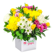 A cheerful, rounded bouquet of mixed blooms rises from a clean white cube-shaped box, set against a bright white backdrop that gives the image a fresh, gallery-like feel. The flowers are densely arranged, creating a generous, dome-shaped mass of colour that draws the eye immediately. Radiant yellow chrysanthemums form the heart of the piece, their many fine petals creating soft, cushiony heads that suggest warmth and happiness, much like sunlight spilling across Canonbury's tree-lined squares. Around them, clusters of yellow roses and smaller spray roses, some still in tight buds, add layers of golden tone and subtle scent. Crisp white blossoms weave through the arrangement, including neat daisy-style chrysanthemums with vivid green centres and fuller white mums whose feathery petals give the bouquet height and volume. Rich fuchsia and magenta chrysanthemums are scattered artfully among the yellows and whites, some with lighter pink or lilac nuances at the tips, providing a vibrant contrast that makes the softer colours glow even more. Delicate pink and yellow rosebuds peek between the larger blooms, adding moments of intimacy and romance. The whole design is supported by deep green foliage, its smooth, glossy leaves pooling at the base and slipping between petals, giving a natural, garden-fresh framework. The simple white box acts as a modern vase, its squared lines contrasting with the soft curves of the flowers above. This image captures a bright, optimistic arrangement ready for local delivery in Canonbury and surrounding areas, ideal as an affordable yet thoughtful gift for birthdays, congratulations, or simply to bring a burst of colour to a flat near New River Walk or Canonbury Station.