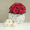 A lush cluster of red roses draws the eye immediately, like a romantic focal point on a wedding table set in a Canonbury townhouse. The blooms are arranged in a low, perfect dome, each rose showcasing layers of velvety petals in a deep, consistent crimson shade. Some flowers are still gently cupped, holding their secrets, while others are fully open, creating a sense of movement and life within the tightly composed bouquet. Here and there, small red hypericum-style berries peek out, their smooth, rounded forms and subtle shine adding a festive twinkle among the petals, as if tiny jewels had been tucked into the arrangement. A tidy bracelet of dark green leaves circles the base, their rich colour and subtle sheen framing the roses and intensifying their warmth. The bouquet sits in a distinctive white vase made from intertwined, branch-like strands, the open lattice pattern forming a sculptural cradle that feels modern yet organic, much like the creative displays seen in independent shops along Upper Street. In front of the vase, two cream-coloured decorative balls made from flat, woven wooden strips echo the same handcrafted feel, their overlapping bands forming airy spheres that balance the composition. The background is a soft, warm beige with a fine, fabric-like texture that calms the eye and lets the reds, greens, and whites glow. The whole arrangement radiates intimacy and celebration, ideal for a Canonbury wedding reception, a civil ceremony near Highbury Corner, or a surprise romantic delivery to a quiet terrace just off Essex Road.