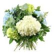 A sumptuous hydrangea bouquet is captured against a bright white background, its rounded shape and gentle colours giving it a serene, cloud-like presence. At the centre, a large, creamy white hydrangea forms a lush, cushiony dome, every tiny floret blending into a soft, tactile surface that seems to invite the hand. Framing this central bloom are multiple heads of pale sky-blue hydrangeas, rising slightly above and to either side, their petals tinted in cool, misty shades that call to mind soft light falling over Canonbury's tree-lined avenues. Between these blue clusters, fresh lime and delicate chartreuse hydrangeas emerge, particularly around the lower left edge and towards the upper right, offering a fresh, zesty counterpoint while keeping the overall look refined and gentle. A generous collar of foliage completes the design: rounded eucalyptus leaves in a silvery-green hue arc outward, lending a slightly wild, airy feel and a muted, contemporary colour note, while deeper, glossy green leaves nestle closer to the blooms, adding rich texture and anchoring the composition. The bouquet has a carefully balanced, domed silhouette that feels abundant but not heavy, as if freshly gathered from a well-kept Islington garden and expertly shaped by hand. At the base, the straight green stems are visible, neatly aligned and tied into a compact hand-tied bundle, ready to drop into a favourite vase on a Canonbury kitchen island or hallway console. The arrangement radiates quiet joy and sophistication, suitable for marking birthdays, anniversaries, or simply bringing a sense of calm, natural beauty into everyday local homes.