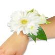 A pristine white wrist corsage rests gently on the inner forearm of a person with fair skin against a clean white backdrop, captured in soft, even light that highlights every petal and leaf. The focal bloom is a large, immaculate white Gerbera daisy whose many crisp, slightly glossy petals fan out in a perfectly symmetrical circle from a bright yellow-green central disk with a subtle pincushion texture. Surrounding the Gerbera are clusters of smaller, fluffy white chrysanthemum-style florets and a few creamy lisianthus buds and open blooms, their velvety petals curling inwards to create tender, layered shadows. Behind and beneath the flowers, deep emerald green Ruscus (or salal-like) leaves form a lush, sculptural backdrop that gives the arrangement depth and a cool contrast to the pure whites. The whole cluster is fastened to the wrist with a delicate, multi-strand band of luminous white pearls that catch the light and lend a soft, vintage shimmer as the arm moves. There is a faint, fresh green scent suggested by the foliage-crisp, slightly grassy and reassuring-while the blooms themselves feel satiny to the fingertips. This refined, timeless design reads as bridal and celebratory alike: a corsage made for proms, bridesmaids, graduations, or an intimate Church service on Canonbury Avenue, quietly conveying innocence, grace and a moment worth remembering. From a local florist's perspective, the piece balances structure and softness, designed to sit comfortably on the wrist while keeping the Gerbera the confident, radiant centre of attention.