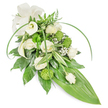 A long, graceful sympathy spray in soothing whites and verdant greens, photographed against a crisp white backdrop. This elongated, slightly cascading design opens with several creamy white roses in varied stages - some petals fully unfurled in a soft, layered swirl, others tucked into tighter, satin-like buds - their scent suggested as a faint, comforting sweetness. Two sculptural white calla lilies rise with trumpet-like purity, lending clean, architectural lines that balance the arrangement's softness. Scattered throughout are tactile, lime-green button chrysanthemums or green trick dianthus, their densely packed, spherical textures offering a playful contrast and unexpected modern touch. Fine clouds of baby's breath (Gypsophila) float among the larger blooms, creating an airy veil that lightens the composition and catches soft shadows. The foliage is rich and varied: deep glossy leaves form a dense, grounding base while lighter, feathery fern fronds soften the top edges; narrow, arching blades of bright green foliage sweep across the piece, suggesting gentle movement; variegated leaves with crisp white stripes add depth and visual relief. The entire spray tapers to a smooth, bright green tropical leaf that forms the pointed tail, reinforcing the teardrop silhouette. At the upper left a wide, off-white fabric bow with a matte texture provides a formal, consoling accent. In tone this is a composed, respectful tribute - a design that speaks of quiet remembrance and calm, suitable for a funeral or memorial service and described here with the attentive care of a florist familiar with local services and bereavement customs.