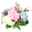 A full, hand-tied bouquet of hydrangeas and complementary filler flowers is presented against a crisp white background, allowing every shape and colour to be clearly seen. At the centre, large hydrangea heads in soft pastel shades dominate the view: pale pink blooms, powder-blue clusters, and creamy white domes sit closely together, creating a rounded, almost cloud-like mass of petals. Each hydrangea head is formed from dozens of small, overlapping florets, giving a plush, cushioned texture that feels both generous and refined. Threaded between these larger mounds of colour are slimmer stems of smaller flowers in deep magenta and rich purple tones, their starry, bead-like blossoms adding fine detail and a hint of wildness, much like sprigs snipped from a cottage-style garden near Canonbury's leafy terraces. Fresh green foliage frames and anchors the arrangement, with broad, darker leaves hugging the hydrangea heads and finer, lighter greenery reaching out around the edges to soften the outline. The stems at the base are gathered into a tight, hand-tied bundle, mostly concealed beneath the abundance of flowers and leaves but suggesting the reassuring weight of a bouquet ready to be carried. Even, bright lighting strikes the bouquet from the front, catching the gentle sheen on each petal and the subtle texture of the foliage, making the flowers appear freshly cut and full of life. The mood is calm, elegant, and quietly joyful, ideal for a birthday, a new baby, or a simple gesture of appreciation, and perfectly suited to same-day delivery from Canonbury across nearby homes and studios.