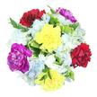 Captured from above against a clean white background, this mixed bouquet appears like a carefully choreographed circle of colour, as though arranged on a calm morning in a Canonbury studio. Six generous carnations sit proudly at the centre of the design, their ruffled, multi-layered petals giving the bouquet a plush, almost tactile richness. Two carnations glow in bright yellow, offering a lively burst of optimism, while two in deep burgundy-red introduce a more intimate, passionate note, akin to the deep tones of late-day light along nearby Essex Road. Completing the trio of colours, two striking magenta-purple carnations add a regal flair, ensuring the bouquet feels both fun and refined. Around these focal blooms, clusters of light blue and creamy white hydrangeas create a soft, cloud-like collar, their countless tiny petals lending an airy, soothing quality that balances the stronger colours, much like the tranquillity of Canonbury's leafy side streets offsets the city's bustle. Punctuating the arrangement is a mix of lush greenery: some leaves are broad and variegated, blending fresh green centres with pale, creamy edges, while others are slender, darker, and more discreet, slipping between the flowers to add depth and a sense of natural movement. The overall lighting is bright and even, making each colour appear crisp yet gentle, and highlighting the fresh-cut quality of the stems. This bouquet feels joyful and welcoming, perfectly suited to birthdays, thank-you gestures, or simply sending a thoughtful surprise to someone in Canonbury and the surrounding North London neighbourhoods via local flower delivery.