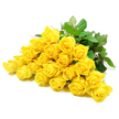 In this image, a substantial cluster of around two dozen yellow roses is laid horizontally against a pristine, white background, as though freshly finished by a Canonbury florist and set down for a quiet moment of appreciation. The roses are closely packed, their heads forming a continuous sweep of sunny colour, with blooms at varying stages of opening: some tightly curled in elegant spirals, others more relaxed and expansive, their velvety petals unfolding in soft, concentric layers. The yellow shade is bright but tender, reminiscent of early sunlight edging over the trees near Canonbury Gardens, and it conveys a sense of warmth and calm rather than loud celebration. Deep green foliage is interspersed among the flowers, the leaves sturdy and richly coloured, offering a strong visual contrast that frames the yellow beautifully. A few sturdy stems and occasional thorns are visible towards the base, grounding the composition in real, living plant material. The lighting is smooth and even, wrapping the blooms in a gentle glow and accentuating the soft texture of the petals and the crisp outlines of the leaves without casting harsh shadows. The overall mood is one of quiet reassurance and compassionate brightness, making these yellow roses an evocative choice for sympathy arrangements in the Canonbury area, from peaceful residential streets off Canonbury Road to homes near Mildmay. They suggest heartfelt remembrance, the comfort of lasting friendship, and a delicate message of hope at times when words alone may not be enough.