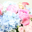 In this close-up image, a luxurious bouquet of pastel flowers fills the frame so completely that no vase or background is visible, creating the impression of leaning right into a fragrant arrangement set in a Canonbury sitting room. The most prominent blooms are sumptuous pink peonies, their ruffled petals layered in abundance, fading from a gentle blush at the outer edges into a more saturated rose-pink towards the centre, giving each flower a soft, romantic depth. Nestled among them, rounded clusters of sky-blue hydrangeas offer a cool, soothing contrast, each ball made up of dozens of tiny petals that together form a cloud-like texture reminiscent of the calm skies over nearby Highbury & Islington. Threaded through the peonies and hydrangeas, soft blush garden roses appear in various stages of opening, from tight, promising buds to half-unfurled blooms, adding a sense of unfolding stories and quiet celebrations. A few elegantly arched calla lilies in deeper rose-pink, almost fuchsia, slip gracefully across the composition, their smooth, waxy trumpets and slender stems lending a stylish, contemporary accent. Between the blossoms, hints of silvery-green eucalyptus or similar foliage weave in and out, their muted tones and soft, rounded leaves balancing the sweetness of the pinks and blues with a gentle, natural coolness. The lighting is tender and diffuse, highlighting the velvet finish of the petals and the gentle undulation of each form, making the bouquet appear dewy-fresh, as though just arranged for same-day delivery to a home near Canonbury Crescent or a celebration in a townhouse off Upper Street. The overall mood is one of dreamy serenity and heartfelt joy, perfect for birthdays, anniversaries, or simple moments of kindness shared within the Canonbury community.