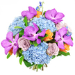 Photographed against a clean white background, this bouquet reveals itself as a rich tapestry of colour and texture, crafted with the care of a seasoned Canonbury florist. At the core are rounded, cloud-like clusters of sky-blue hydrangeas, each head made up of countless delicate petals that create a soft, cushioned effect, cool and soothing like a stroll through nearby Highbury Fields after a light rain. Rising from this gentle blue base, bold Vanda orchids in a striking magenta-purple command attention, their wide, open petals beautifully speckled with darker tones that add depth and an exotic flair, almost like intricate patterns on silk. Nestled amongst them are fully opened roses in a muted lavender-grey, leaning toward dusty mauve, their spiralling centres and velvety texture lending a calm, sophisticated romance. To bring warmth to the palette, smaller roses and blossoms in rich peach and soft tangerine orange are carefully placed, glowing like small pockets of evening light along Canonbury's terraced streets. Fine, vertical spikes of deep indigo-blue delphinium emerge lightly from the top and sides, adding height and a hint of wild garden energy, while glossy, deep green leaves weave between the blooms, grounding the design. The bouquet is densely packed but thoughtfully balanced, with cool blues and purples playing off against the warmer orange and mauve notes, creating a harmonious, luxurious feel. Under bright, even lighting, every nuance of colour and petal shape is clearly visible, making this arrangement ideal for celebrating joyful milestones, intimate gatherings, or as an impressive floral gift delivered across Canonbury and nearby Islington homes.
