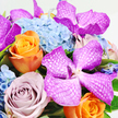 This image presents a sumptuous, tightly composed bouquet from a top-down perspective, resting on a clean white background that highlights the intensity of its colours. At the centre, Vanda orchids in vivid shades of fuchsia and magenta command attention, their broad petals patterned with fine, white, net-like veins that create a sense of depth and almost shimmering movement. They are cradled by a generous cluster of light blue hydrangeas, each tiny floret adding to a cloud-soft texture that feels calm and cooling, like the soft light filtering through the leafy avenues around Canonbury. Interwoven through this cool-toned base, bright orange roses blaze with energy, a standout bloom near the lower left unfurling in a tight spiral of apricot and tangerine petals that seem to glow from within. Alongside these, dusky lavender roses introduce a gentle, romantic counterpoint, their muted mauve tones evoking vintage postcards and quiet afternoons in a hidden garden. Pockets of fresh green foliage peek through between flowers, offering contrast and hinting at the bouquet's freshness, as if it has just been arranged in a local Canonbury studio for same-day delivery. The arrangement is full and opulent, with blossoms placed closely together to create a sense of abundance and celebration. Soft, even lighting enhances the natural sheen of the orchid petals and the billowy texture of the hydrangeas, while subtle shadows between the blooms lend dimensionality. This floral composition feels joyful yet sophisticated, perfect for marking a special birthday, an anniversary dinner near Essex Road, or simply bringing a burst of refined colour into a Canonbury home.