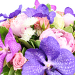 A sumptuous bouquet is presented against a crisp white background, every flower standing out in vivid detail as though freshly arranged for a delivery to a quiet Canonbury side street. In the centre, large Vanda orchids in saturated tones of lavender and deep purple draw the gaze; their smooth, broad petals are traced with fine, netted veining that gives them an almost shimmering, patterned surface. Nestled around these dramatic orchids are generous peonies in various stages of bloom, their ruffled petals opening from soft ballet pink to a warmer blush, suggesting the lushness of late spring borders near Canonbury Square. Pink roses weave throughout the design, some still held in small, tightly curled buds and others fully open with classic spiralling centres, adding an air of romance and familiarity. Small white chrysanthemums and daisy-like blossoms peek between the pinks and purples, their many fine petals creating cheerful bursts of brightness and a gentle, feathery texture that lightens the arrangement. A collar of rich green foliage surrounds and supports the blooms, with glossy leaves and a few softly variegated edges adding depth and a sense of freshly picked greenery, as if gathered from a nearby garden. The bouquet feels abundant and carefully composed, with no gaps-just layers of colour and form flowing into one another. It carries a mood of joyful elegance, equally suited to an intimate Canonbury dinner party, a birthday surprise, or a thoughtful congratulations bouquet sent to neighbours in Islington, conveying warmth, celebration, and refined taste in a single, lavish display.