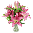A generous, studio-styled bouquet of deep pink Asiatic lilies rises from a simple clear glass vase, set against a pristine white backdrop that makes every petal sing. The composition shows numerous six-petalled blooms in rich fuchsia and magenta tones, each flower opening in a star-shaped face with subtly curved, wax-like petals that catch the light and suggest a soft, ripe texture. At the heart of several open blossoms the throat shifts from a creamy pale to a chartreuse-yellow, a cool counterpoint to the hot pink edges, while prominent dark burgundy stamens tipped with golden pollen add a sculptural, tactile detail. Scattered among the open lilies are elongated buds - some pale, narrow and tightly furled, others darker and swollen with promise, many tipped with a hint of green - speaking to the arrangement's longevity and to days of unfolding beauty. Rich, lance-shaped green leaves and upright stems frame the flowers, their deep foliage lending weight and depth to the rounded silhouette; the clear vase reveals neatly trimmed stems and clean water, a small, honest proof of freshness. The lighting is clean and directional, like morning light in a Canonbury kitchen, which highlights petal veins and the subtle sheen on each blossom. This arrangement reads as both celebratory and refined - a bouquet suited to a birthday, a thoughtful thank-you, or a bright home accent - and invites the viewer to imagine the lilies' heady, sweet perfume and the quiet pleasure of watching buds open over several days.