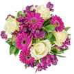 Seen from a direct overhead perspective against a pure white background, this generously arranged bouquet reads like a compact celebration of texture and colour. At the heart sit creamy white roses, their velvety petals spiralling from tight centres into soft, luminous cups that suggest the quiet scent of a late spring morning. Around them, vivid magenta gerbera daisies fan their flat, finely layered petals outward, each dark centre offering a visual anchor that makes the fuchsia notes sing. Deep plum-purple alstroemeria nestle between the larger blooms, their delicate, freckled trumpets adding a slender, exotic counterpoint and an extra layer of intricate patterning. A variety of glossy, structured foliage-broad leaves with a gentle sheen and slimmer, variegated strands-fills the gaps with cool green contrast, cushioning the flowers and making each colour pop with clarity. The bright white backdrop isolates the arrangement so textures and tones read with exceptional definition: creamy ivory against theatrical magenta and royal purple, with fresh greens giving the whole a naturally balanced rhythm. The overall mood is joyful and refined, a bouquet that quietly announces congratulations, birthday warmth, or a thoughtful just because from someone who knows how to pair colour and form. As a local florist might note, this composition reflects the considered hand of Canonbury floristry: suitable for a mantelpiece on a sunny afternoon or as a centrepiece delivered to friends by the canal near Canonbury Square. It's a fresh, tactile arrangement that feels both modern and timeless, offering scent, colour, and a reassuring sense of care.