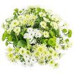 Captured from a bird's-eye perspective, this white and green chrysanthemum bouquet appears as a perfectly rounded island of calm set against a spotless white sea. The arrangement is tightly composed yet never heavy, every bloom placed so that texture, colour, and shape flow naturally into one another. White chrysanthemums form the main body: there are petite, daisy-like sprays with slim petals radiating from soft green-yellow centres, alongside fuller, more traditional mums whose numerous overlapping petals build pillowy, cushion-like blooms. Adding a touch of airy movement, spidery white chrysanthemums stretch out slightly longer petals, giving a feathery, almost windswept impression, as though a gentle breeze from nearby New River Walk had just brushed across the bouquet. Threaded throughout these whites are vivid green button chrysanthemums, their compact, spherical heads resembling tiny pom-poms in a bright chartreuse shade, injecting playful energy into the otherwise serene palette. Larger lime-green cremon or spider mums introduce another layer of interest, their slender, radiating petals emerging from pale green centres that gradually soften toward the edges, like the fresh leaves unfolding on Canonbury's garden squares at the start of spring. Rich, dark green foliage serves as a discreet stage beneath the blooms, its broad leaves mostly hidden yet providing a deep, cool contrast that makes the whites appear even crisper. Soft, even lighting highlights the natural sheen of the petals and the velvety depth of the greenery without creating harsh shadows, keeping the overall look clean and contemporary. The bouquet radiates quiet elegance and renewal, the sort of hand-crafted design a Canonbury florist might send for a housewarming, a reflective sympathy message, or simply to bring a breath of fresh, botanical calm into a minimalist living space.
