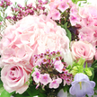 The photograph presents a romantic pink bouquet in intimate detail, the sort of arrangement you might imagine arriving at a townhouse door in Canonbury on a soft spring morning. A large, fluffy hydrangea head in pale blush dominates the central and upper-left portion of the image, its tightly packed petals layering into a rounded, cloud-like form that catches the light with a subtle, pearly glow. Below and slightly left, a deeper blush rose opens in a perfect spiral, each velvety petal curling outward to reveal a rich, almost creamy center. Another similarly toned rose sits to the mid-right, its petals gently folding around each other to create a serene, sculpted bloom. Dotted throughout the spaces between these larger flowers are smaller, more vivid fuchsia and magenta blossoms, akin to waxflower or phlox, with star-shaped or flat five-petaled faces and darker centers that bring complexity and brightness to the composition. On the lower right, a delicate bell-shaped flower in pastel lavender-likely campanula-leans outward, adding a cool whisper of lilac that balances the dominant pinks. Around the blossoms, dark green leaves and slender stems weave a supportive frame, their fresh, glossy surfaces reminiscent of Canonbury's leafy crescents and garden squares. The lighting is gentle and diffused, enhancing the impression of freshly cut stems and petals still cool from the florist's workbench. Overall, the bouquet conveys tenderness, poise, and quiet joy, perfectly suited to local flower deliveries for birthdays, anniversaries, or heartfelt thank-you gifts across Canonbury and nearby Islington.