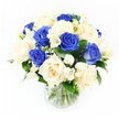 In this photograph, a graceful sympathy bouquet sits in a plain, clear glass vase against a flawless white backdrop, as if placed on the workbench of a Canonbury florist just before delivery. The flowers are arranged in a rounded, harmonious shape, with about half of the roses a rich royal blue and the other half a gentle creamy ivory. The blue roses are deep and velvety, their colour evoking depth and remembrance, while the creams provide a soft glow that brings warmth and balance. Between these larger blooms, white freesias weave delicately through the design, their slender, arching stems holding clusters of small, trumpet-shaped flowers and buds that add lightness and a suggestion of soft fragrance. Wisps of white gypsophila, or baby's breath, are scattered throughout, forming tiny cloud-like clusters that lend airiness and a sense of tender detail. Dark green foliage frames the composition, the leaves glossy and structured, helping to define the bouquet's silhouette and highlight the flowers' colours. The vase itself is simple and unobtrusive, its transparency revealing straight, freshly cut stems submerged in clear water, underscoring the professionalism and freshness associated with Canonbury Flowers. Even, diffused lighting illuminates every petal and leaf, casting no harsh shadows, so the blue tones appear rich and true, and the ivory petals seem almost pearly against the white background. The entire arrangement exudes calm, respect, and quiet strength, perfectly suited for sending condolences or sympathy to homes and chapels around Canonbury, Highbury Corner, and along St Paul's Road, where a gentle, understated tribute can offer real comfort during difficult days.